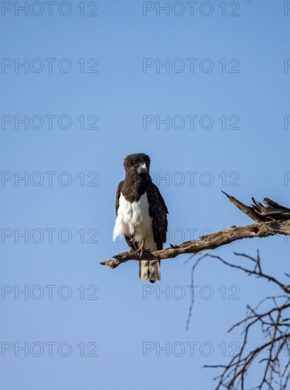 Black-breasted Snake Eagle (Circaetus pectoralis), perched on a branch against a blue sky, Erongo,
