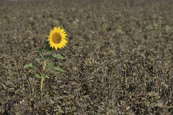 Single sunflower (Helianthus annuus) in bloom in a field of ripe field beans (Vicia faba), North