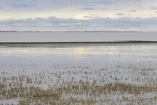 North Sea, Wadden Sea at low tide, dead European marsh samphire (Salicornia europaea), cloudy sky,