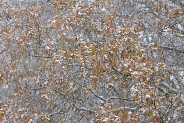 Oak (Quercus) with autumn leaves in dense snowfall, snow drift, North Sea, Norddeich, Lower Saxony,