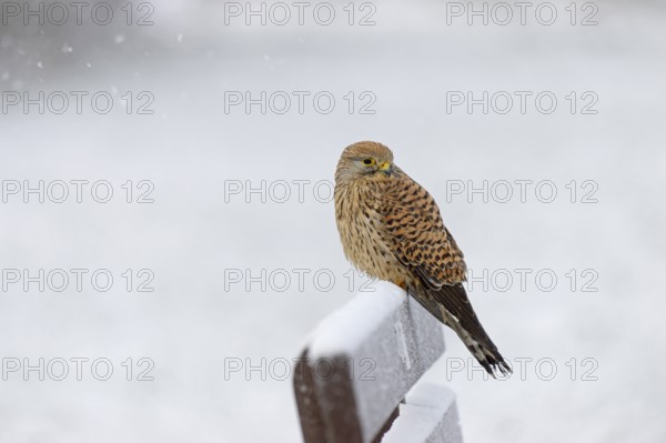 Kestrel (Falco tinnunculus), female using a park bench as a lookout during heavy snowfall, North