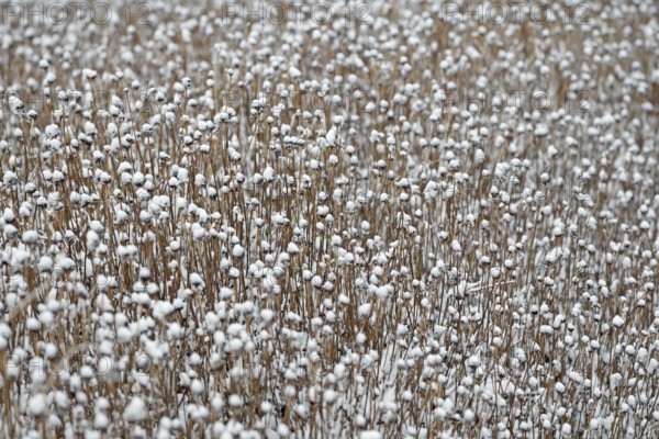 Snow lies on the dead plants, Rudbeckia fulgida (Rudbeckia fulgida), North Sea, Norddeich, Lower