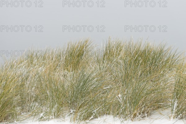 Beach grass (Ammophila arenaria) covered with snow, dune landscape of Norddeich, North Sea, Lower