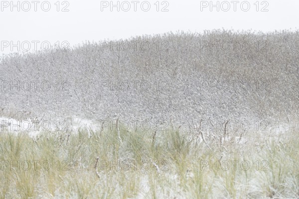 Winter day, onset of winter, snow lies on the bushes in the dune landscape of Norddeich, North Sea,