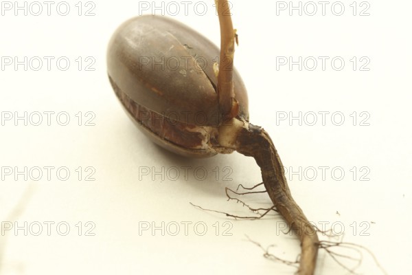 Oak (Quercus) Oak sapling, oak seedling or oak seedling growing vertically upwards from an acorn,