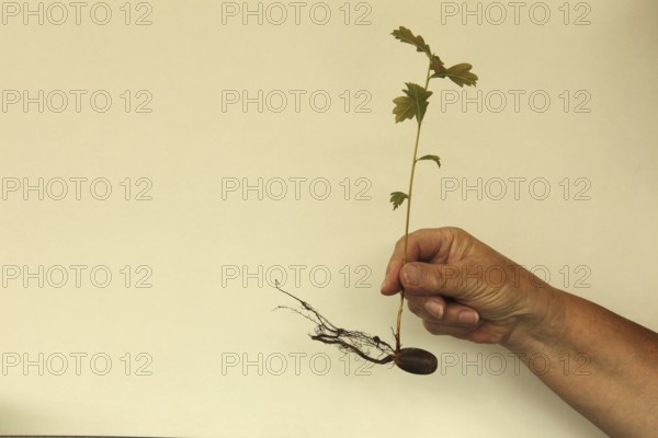 Oak (Quercus) 22cm long oak sapling, oak seedling or oak seedling grows from an acorn, next to fine