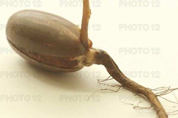 Oak (Quercus) oak sapling, oak seedling or oak seedling growing vertically upwards from an acorn,