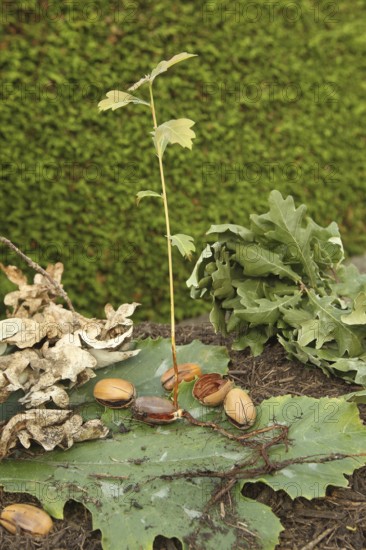 Oak (Quercus) 22cm long oak sapling, oak seedling or oak seedling grows from an acorn, next to fine