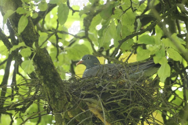 Wood pigeon (Columba palumbus) in a nest in an apple tree, Allgäu, Bavaria, Germany, Allgäu,