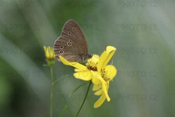 Brown woodland bird (Aphantopus hyperantus), flower, nectar, The butterfly sits with folded wings
