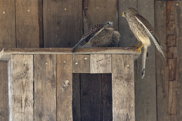 Kestrel (Falco tinnunculus) female and begging juvenile at the incubator, village in Münsterland,