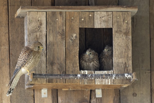 Kestrel (Falco tinnunculus) female and young birds at the incubator, village in Münsterland, North