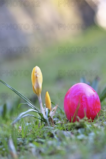 Yellow crocuses (Crocus sp.) on a lawn in the garden next to an Easter egg, Wilnsdorf, North