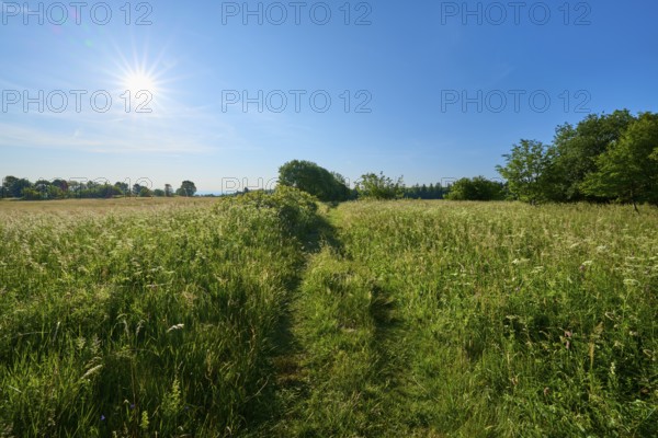 Green meadow under bright sunshine with clear blue sky, summer, Fladungen, Frankenheim, Hohe Rhön,