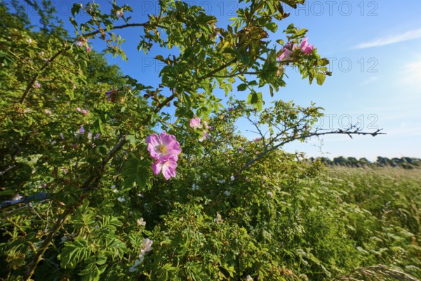Dog rose, rose bush in full bloom in front of a blue sky and a green meadow, summer, Frankenheim,