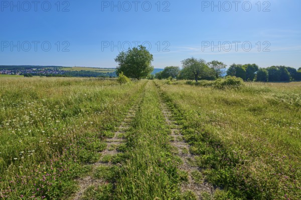 Field path leads through a wide, green meadow under a clear, sunny sky, summer, Fladungen,