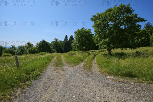 Fork in the road a gravel path divides in a green, rural area under a blue sky, summer, Fladungen,