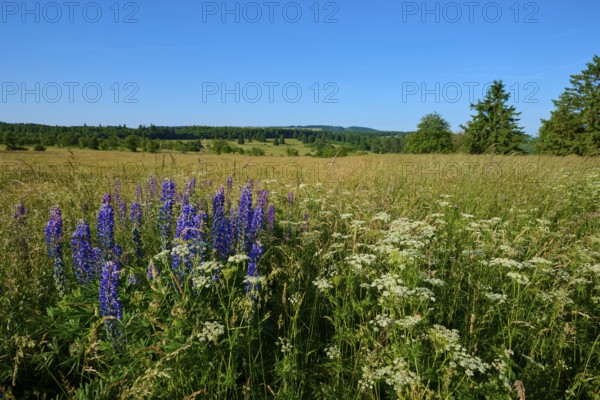 Field with blooming lupines and wide landscape in summer, Fladungen, Frankenheim, Hohe Rhön, Rhön,