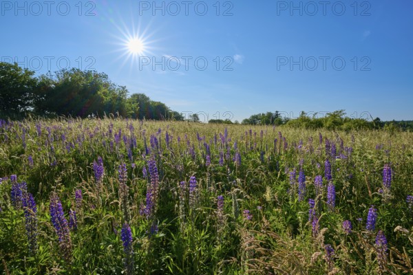 Bright sunbeams over a field with blooming lupines, summer, Fladungen, Frankenheim, Hohe Rhön,