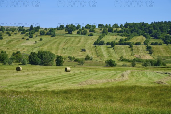 Wide meadows with hay bales and trees under a blue sky, conveys rural idyll, summer, Lange Rhön,