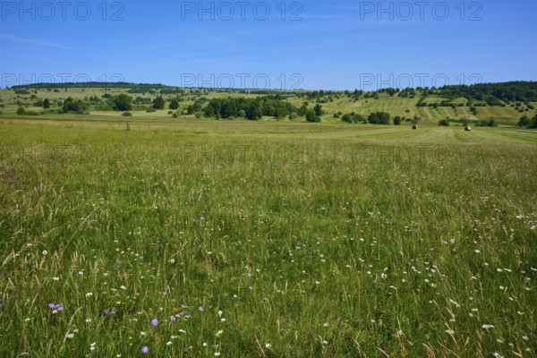 Wide meadow landscape with wild flowers and blue sky, radiates peace and closeness to nature,