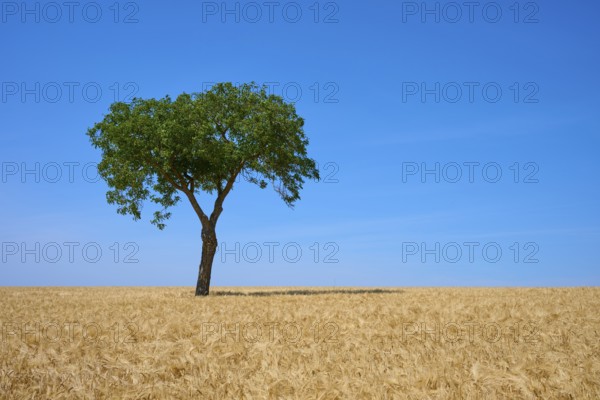 A walnut tree stands in the middle of a golden barley field under a clear sky, summer, Mainfranken,