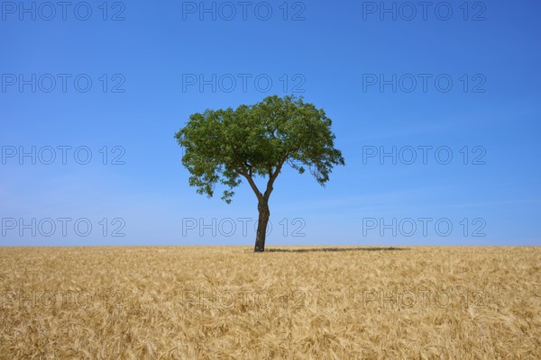 A lonely walnut tree stands in a barley field under a clear blue sky, summer, Mainfranken, Bavaria,