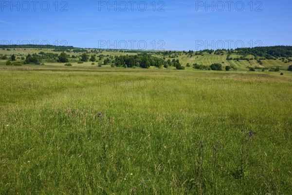 Green grass landscape under a cloudless blue sky, creates a feeling of freedom, summer, Lange Rhön,