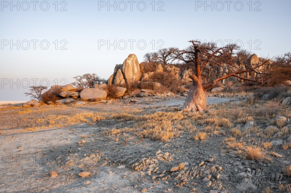 Sunset, African baobab or baobab tree (Adansonia digitata), Dry landscape, Kubu Island (Lekubu),