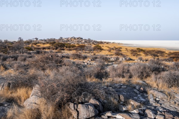 African baobab or baobab tree (Adansonia digitata), arid landscape, Kubu Island (Lekubu), Sowa Pan,