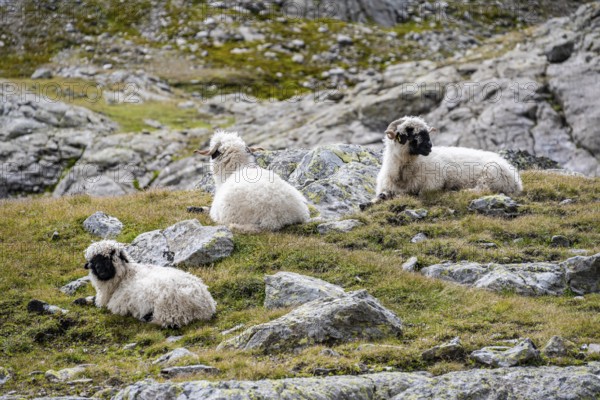 Valais Blacknose sheep (Ovis gmelini aries), sitting, high alpine mountain valley, Obere Senner