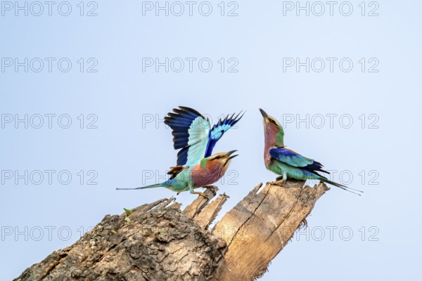 Forked Roller (Coracias caudatus), with open wing, mating behaviour, two birds on a branch in front