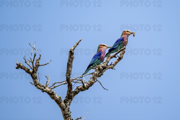 Forked Roller (Coracias caudatus), two birds on a branch in front of a blue sky, with food in their
