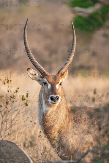 Elliptic waterbuck (Kobus ellipsipiprymnus), portrait male waterbuck, Kruger National Park, South