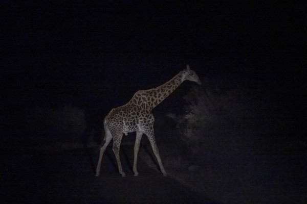 Giraffe, night shot, Kruger National Park, South Africa