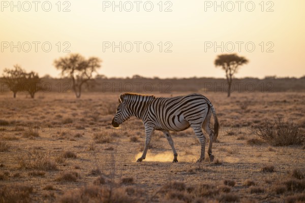 Plains zebra (Equus quagga), in dry savannah, in the evening light, Kruger National Park, South