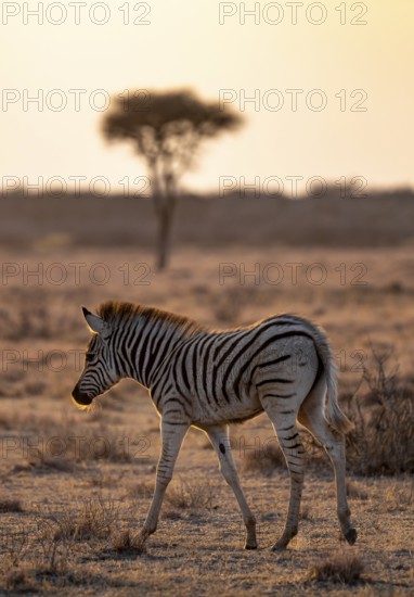 Plains zebra (Equus quagga), young animal, in dry savannah, in the evening light, Kruger National