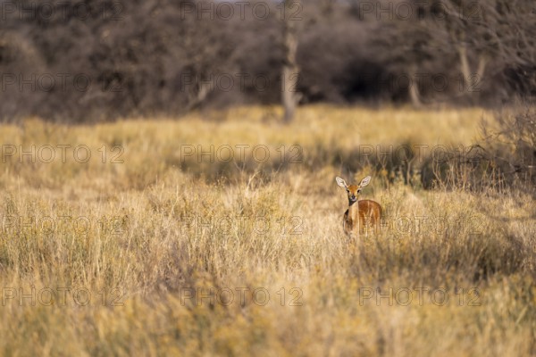 Steenbok (Raphicerus campestris), adult female, standing in dry grass, in the morning light, Khama