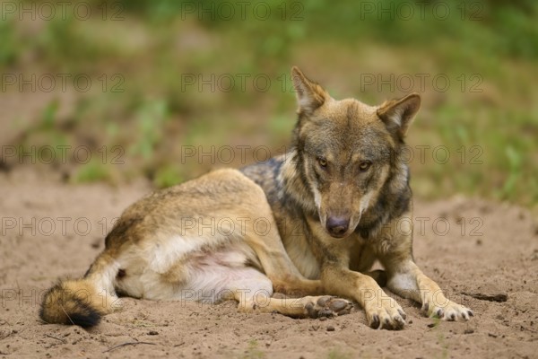 Wolf (Canis lupus), lying wolf looking down with a strong facial expression, sitting on sandy