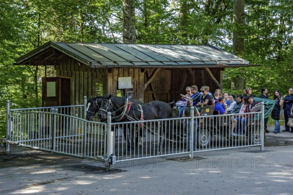 Mountain station, horse-drawn carriage stop for tourists at Neuschwanstein Castle, fairytale castle