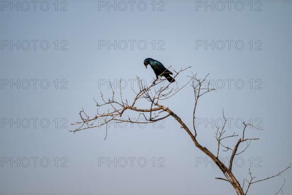 Green-tailed Glossy Starling (Lamprotornis chalybaeus), sitting on a branch against a blue sky,