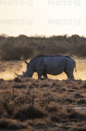 Dramatic atmosphere, Southern white rhinoceros (Ceratotherium simum simum), Khama Rhino Sanctuary,