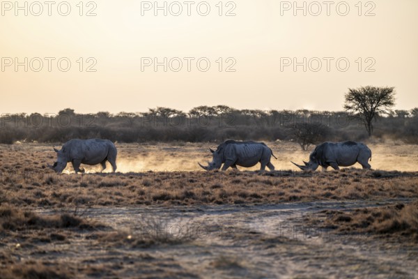 Three animals, Southern white rhinoceros (Ceratotherium simum simum), Khama Rhino Sanctuary,
