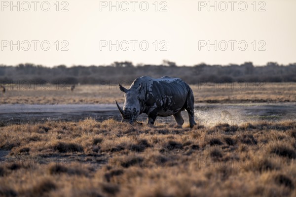 Southern white rhinoceros (Ceratotherium simum simum) peeing, Khama Rhino Sanctuary, Serowe,