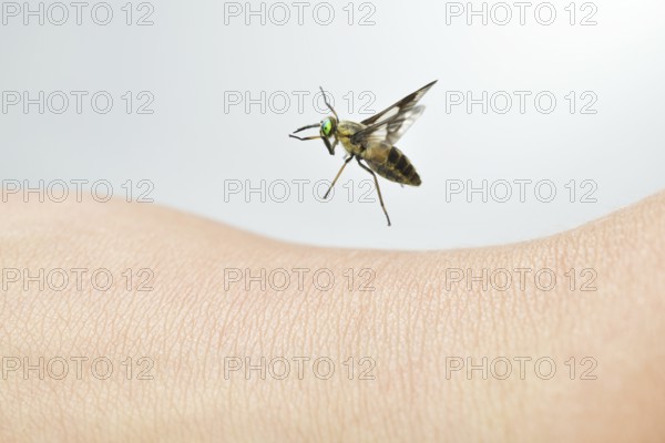 Golden-eyed gadfly (Chrysops relictus) flies on human skin