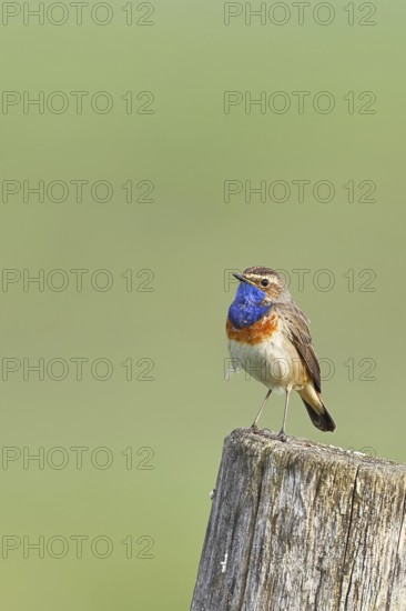 Bluethroat (Luscinia svecica cyanecula), male, on a pasture fence post, wildlife, Lembruch, Ochsen