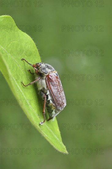 May beetle, wood cockchafer (Melolontha hippocastani), female, on a leaf, close-up, Wilnsdorf,