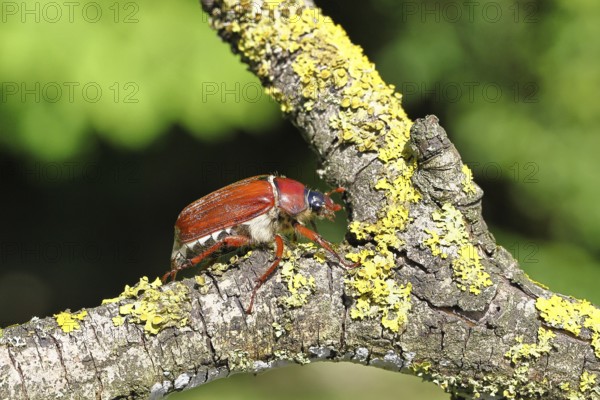 May beetle, wood cockchafer (Melolontha hippocastani), female, on a branch covered with lichen,