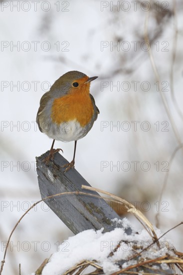 Robin (Erithacus rubecula), in winter on a fence post in the garden, Wilnsdorf, North