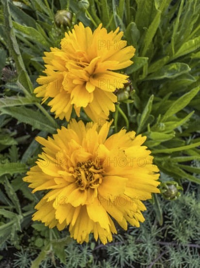 Flowering Girl's eye (Coreopsis Early Sunrise), closeup, in Ystad, Skåne County, Sweden,